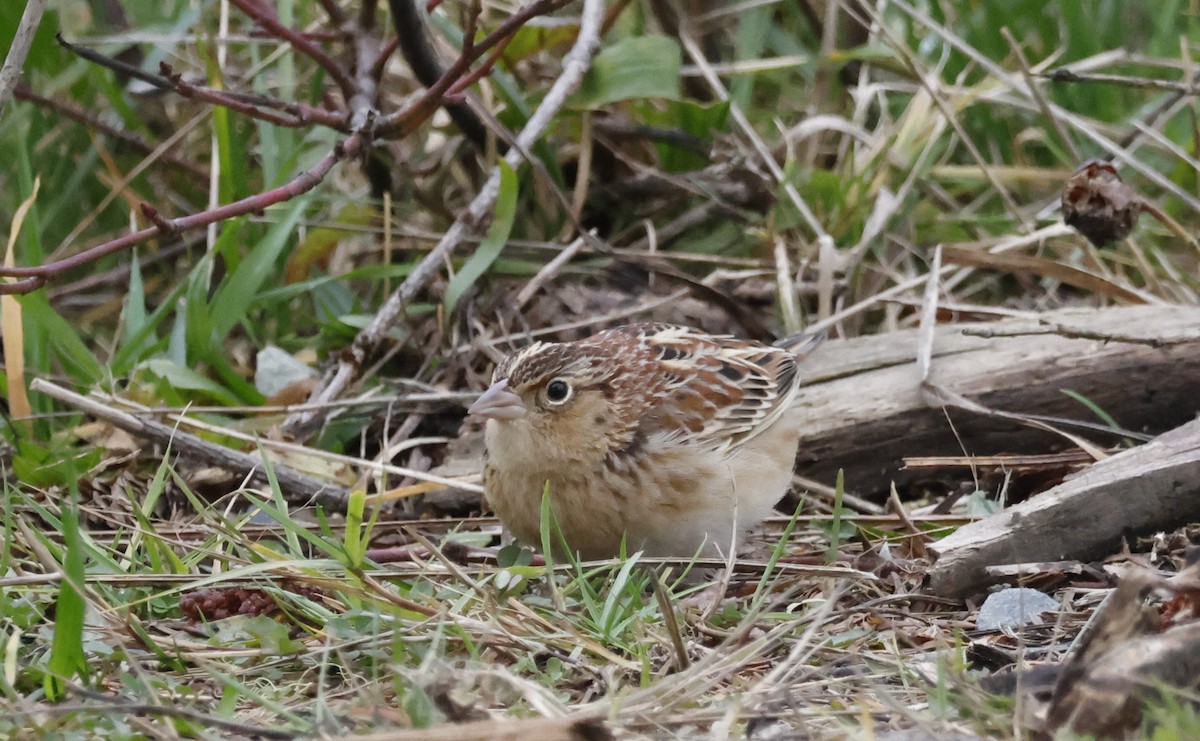 Grasshopper Sparrow - ML631340088