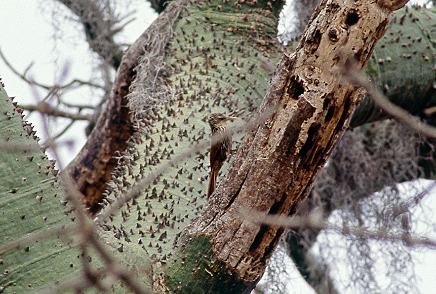 Streak-headed Woodcreeper - ML631340101