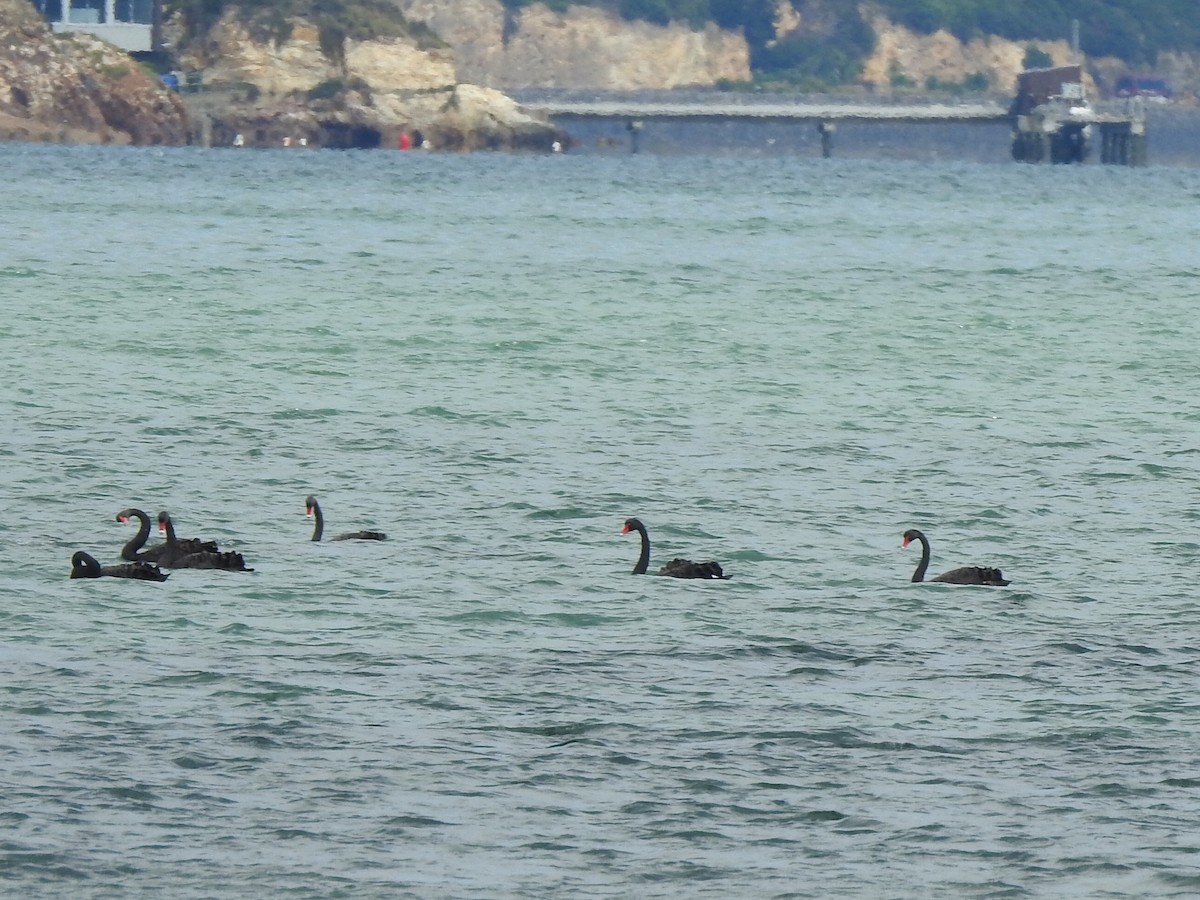 Black Swan - ML631340134