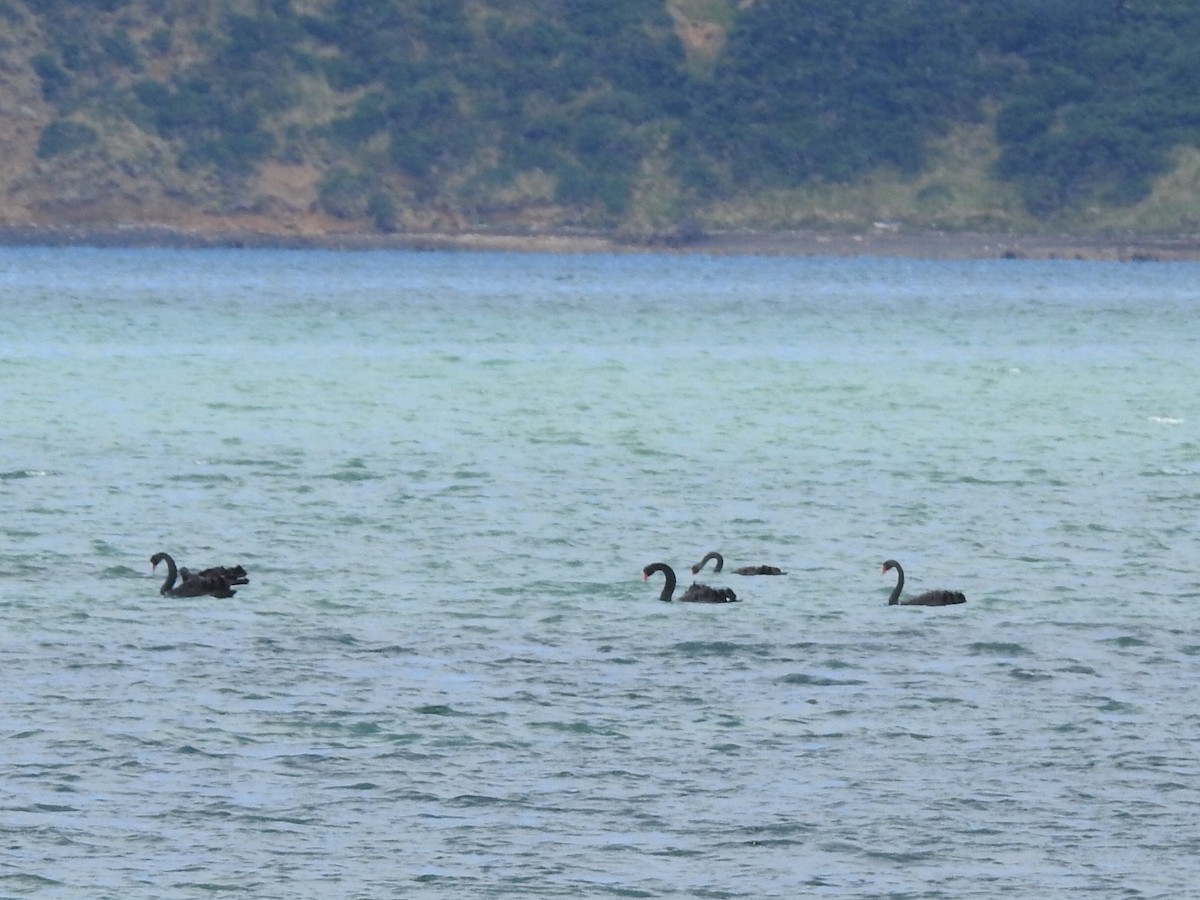 Black Swan - ML631340135