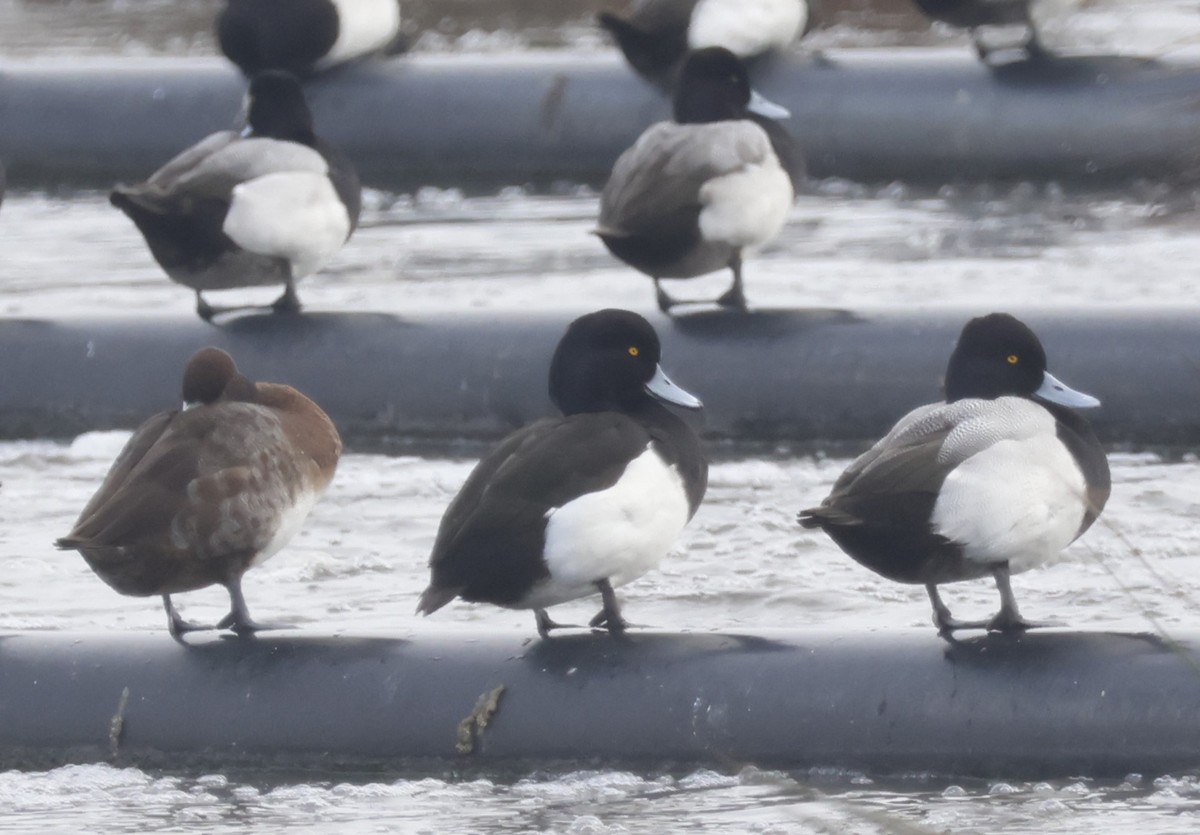 Tufted Duck - ML631340164