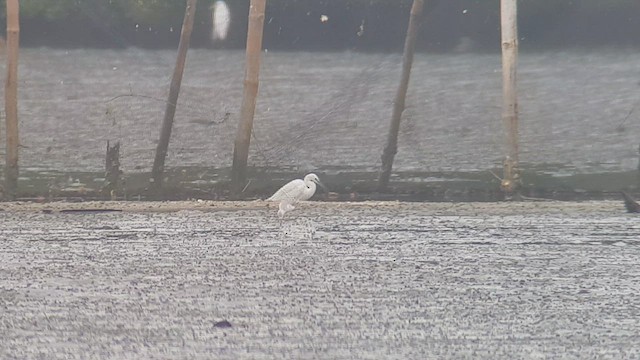 Nordmann's Greenshank - ML631340350