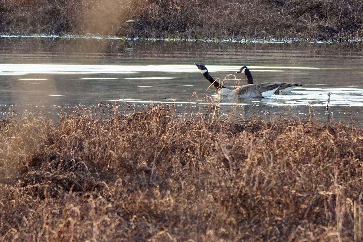 Canada Goose - ML631340377