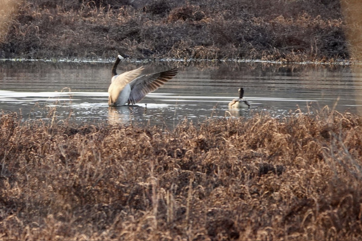 Canada Goose - ML631340378