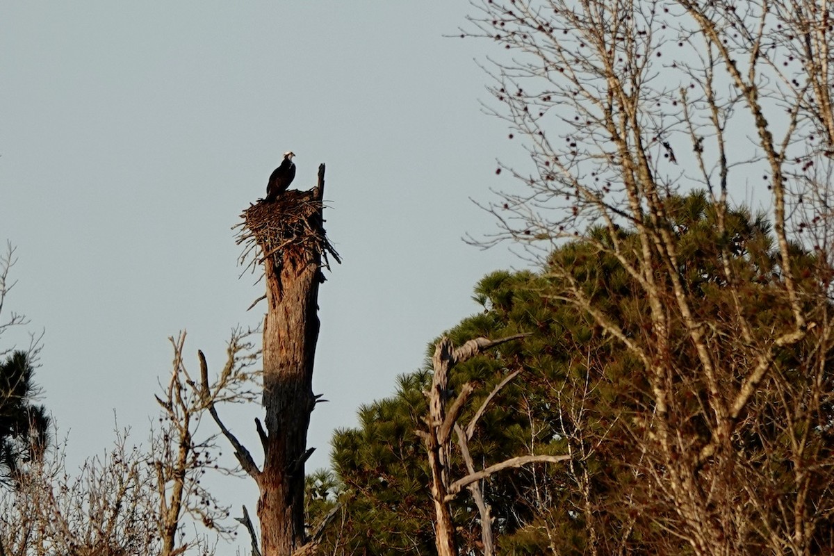 Osprey - ML631340394