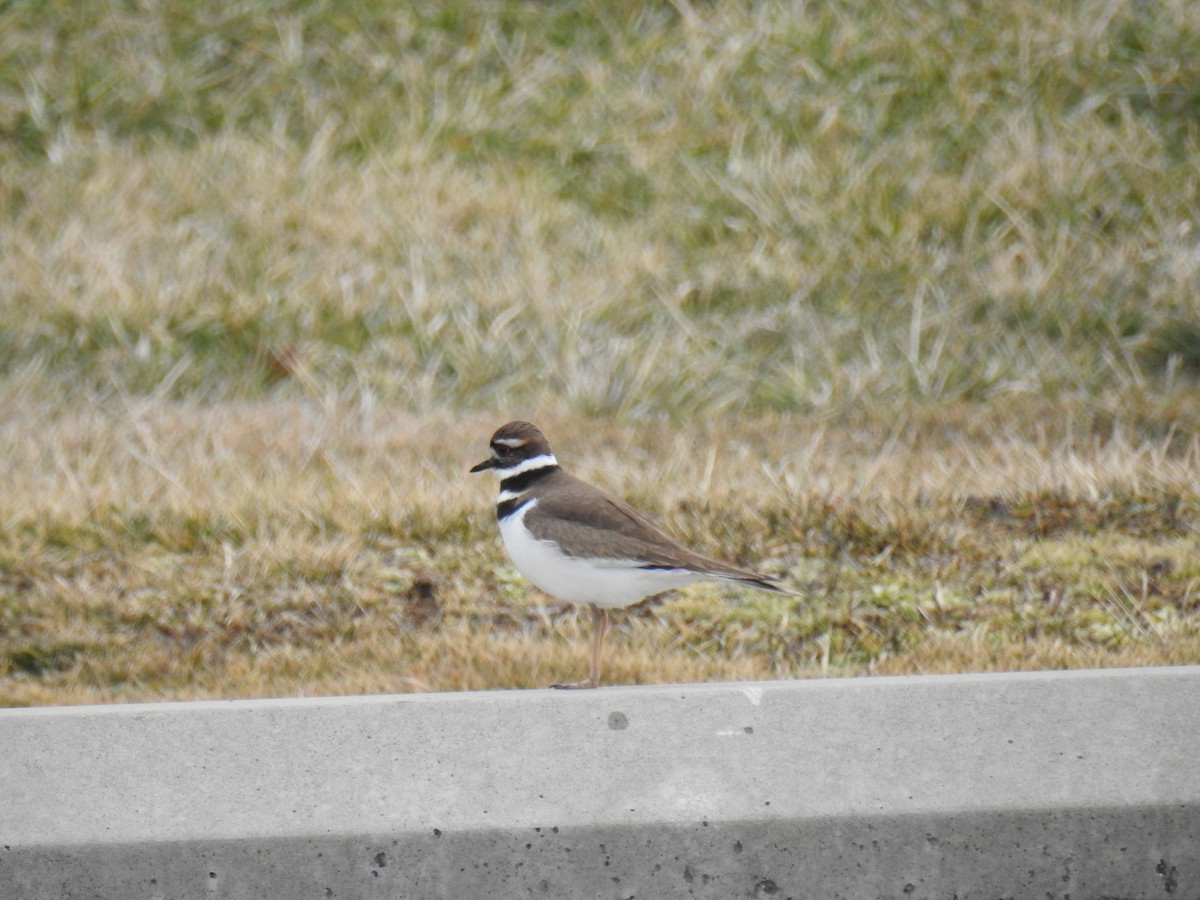 Killdeer - ML631340400