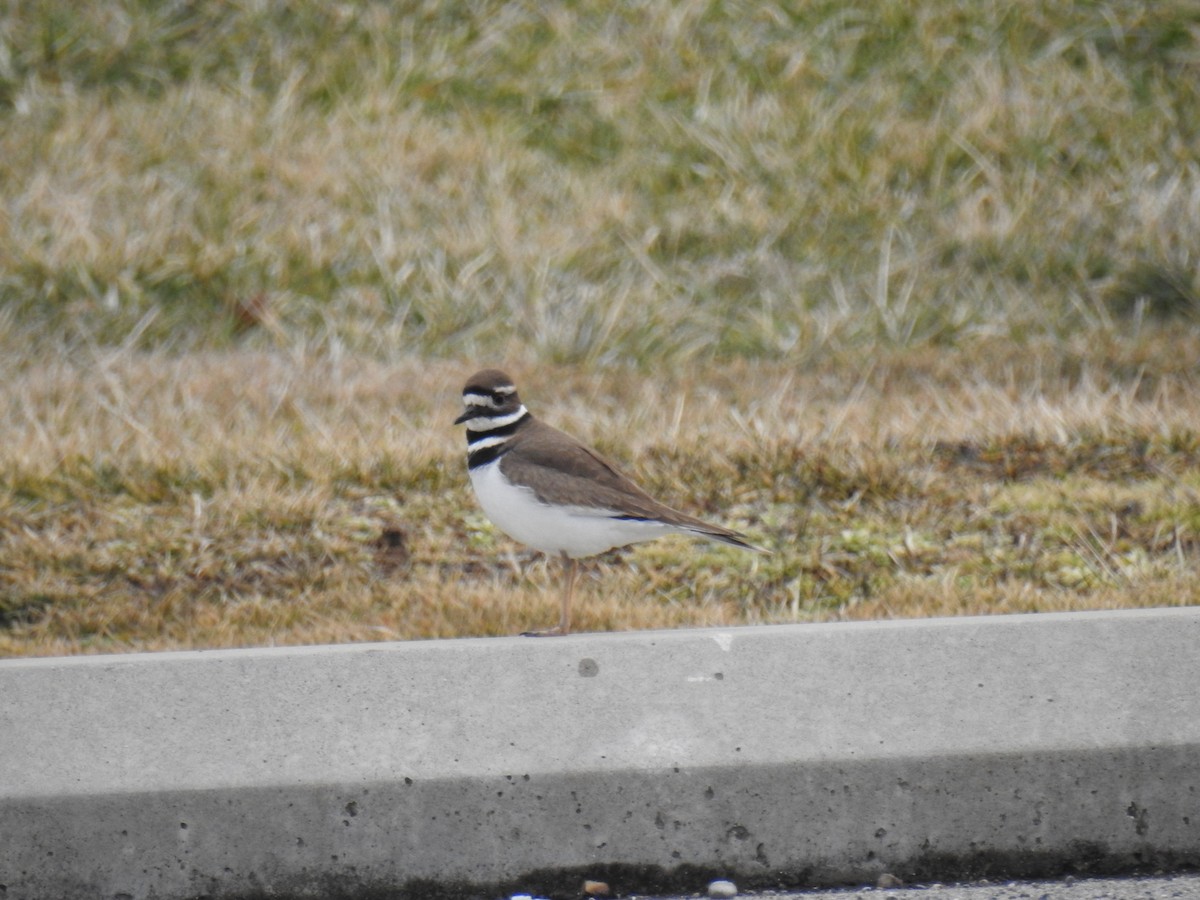 Killdeer - ML631340401
