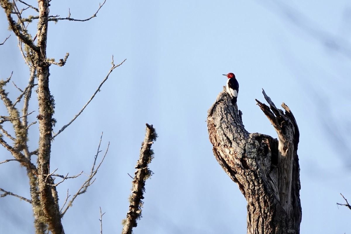 Red-headed Woodpecker - ML631340409
