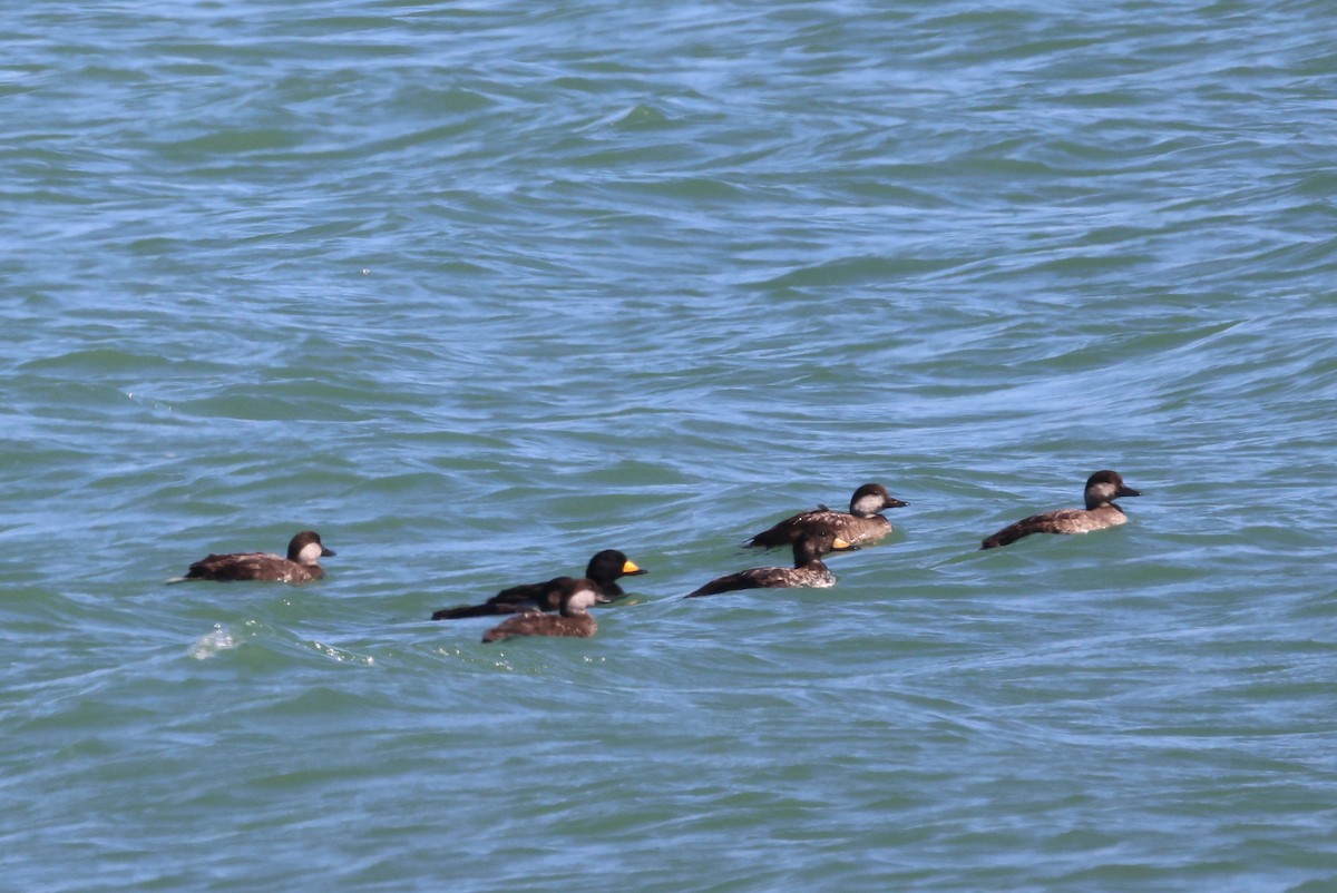 Black Scoter - ML631340439