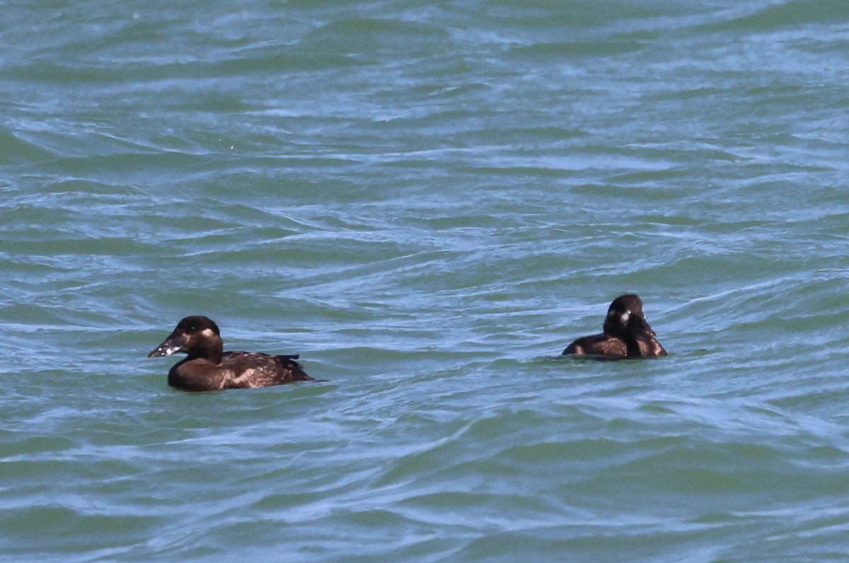 Surf Scoter - ML631340464