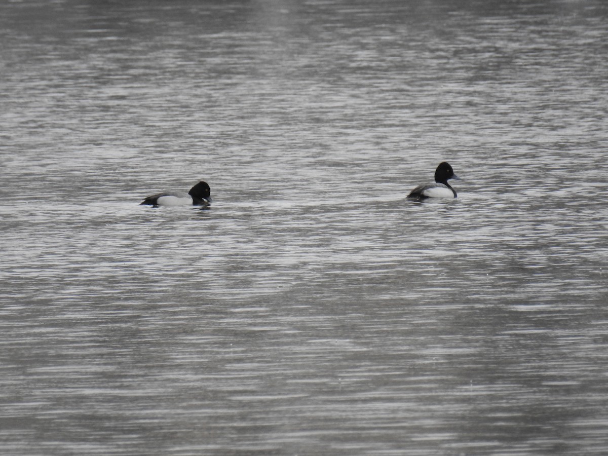 Lesser Scaup - ML631340474