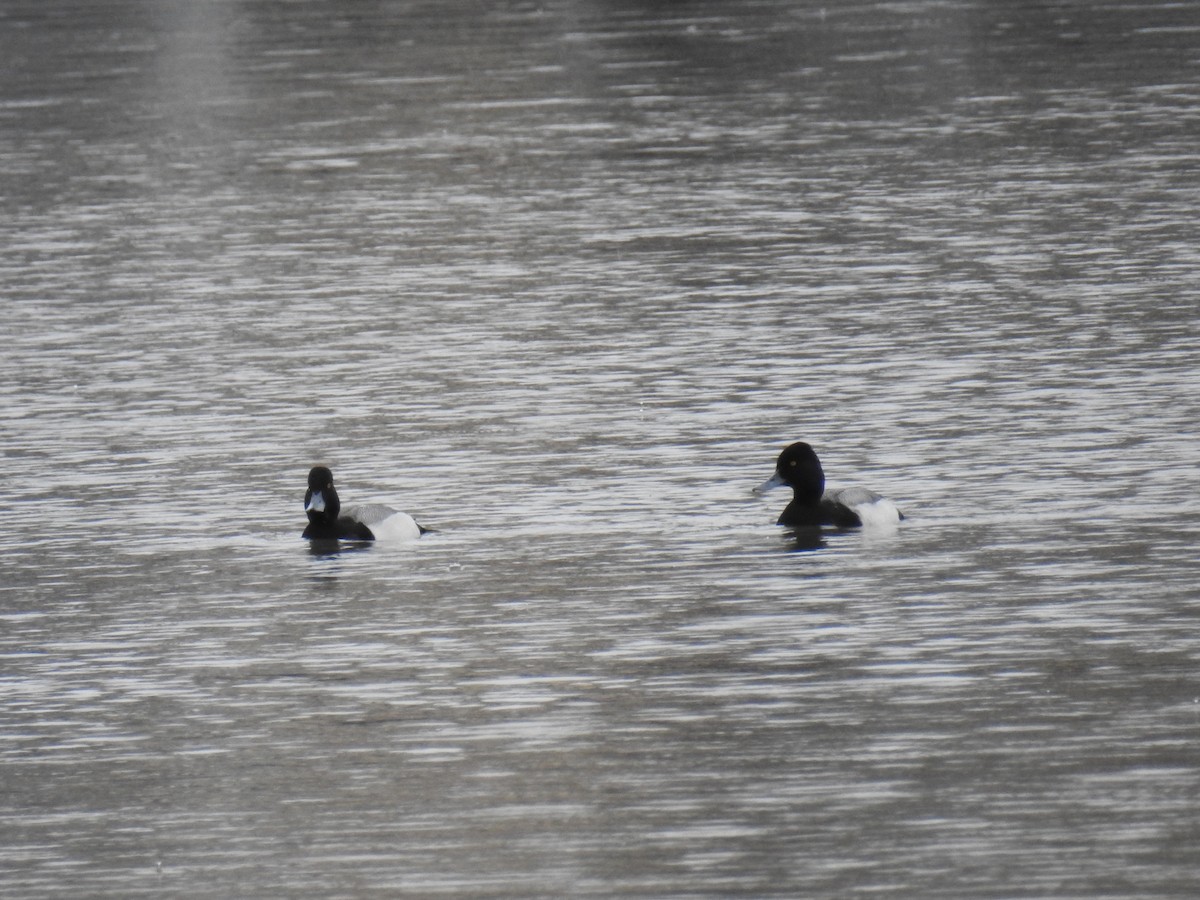 Lesser Scaup - ML631340475