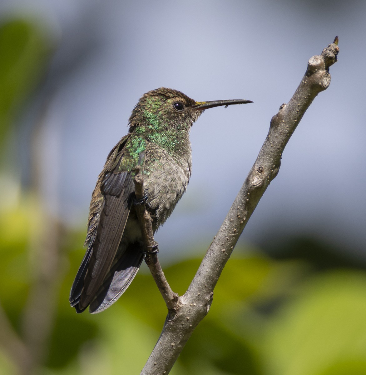 Steely-vented Hummingbird - ML631340495