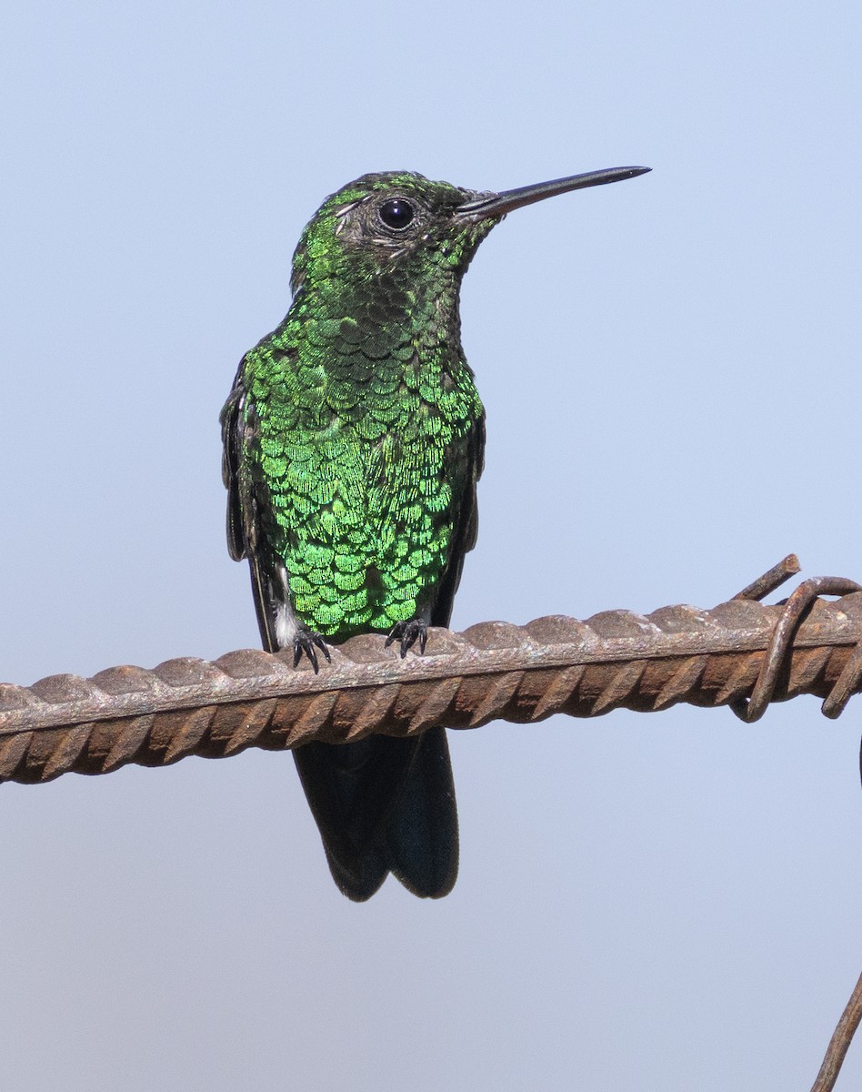 Steely-vented Hummingbird - ML631340512
