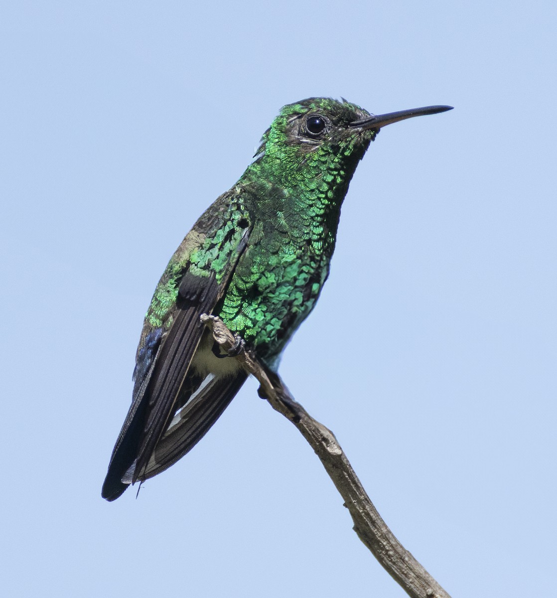 Steely-vented Hummingbird - ML631340513