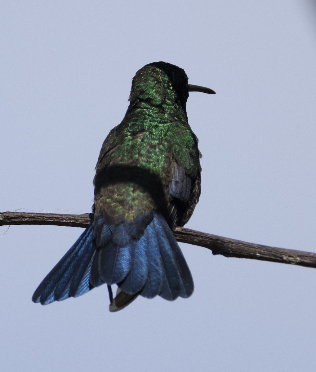 Steely-vented Hummingbird - ML631340514