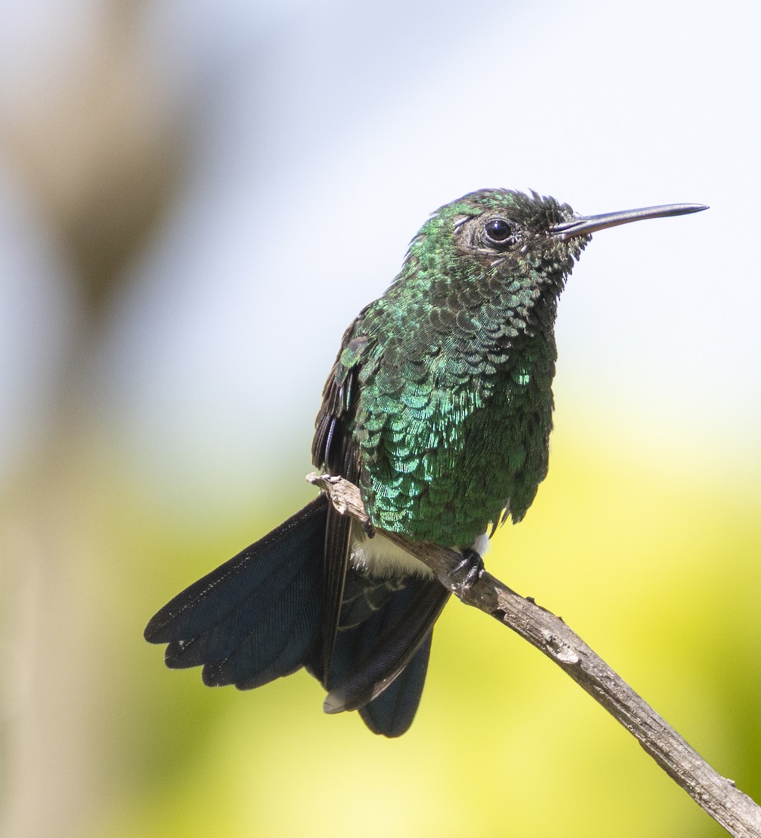 Steely-vented Hummingbird - ML631340515
