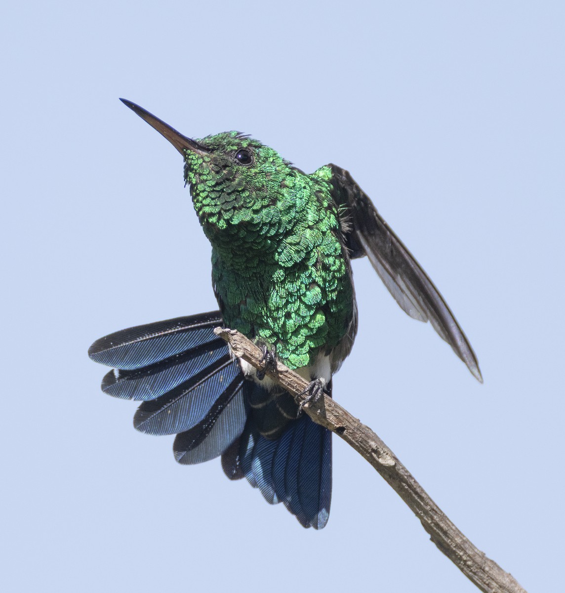 Steely-vented Hummingbird - ML631340516