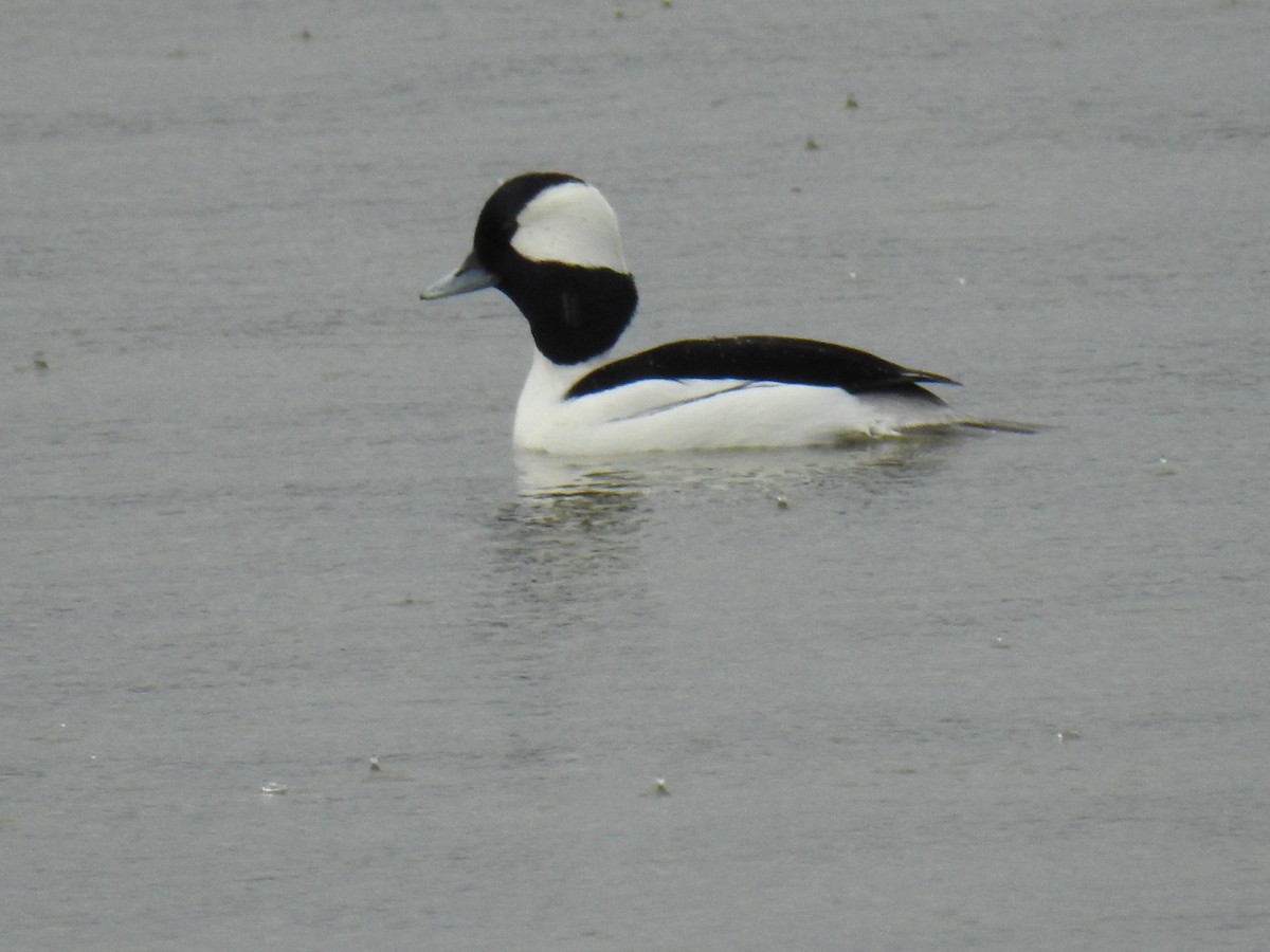 Bufflehead - ML631340519