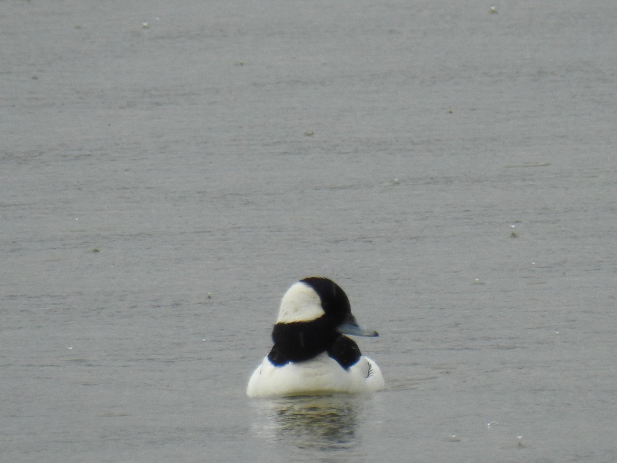 Bufflehead - ML631340520
