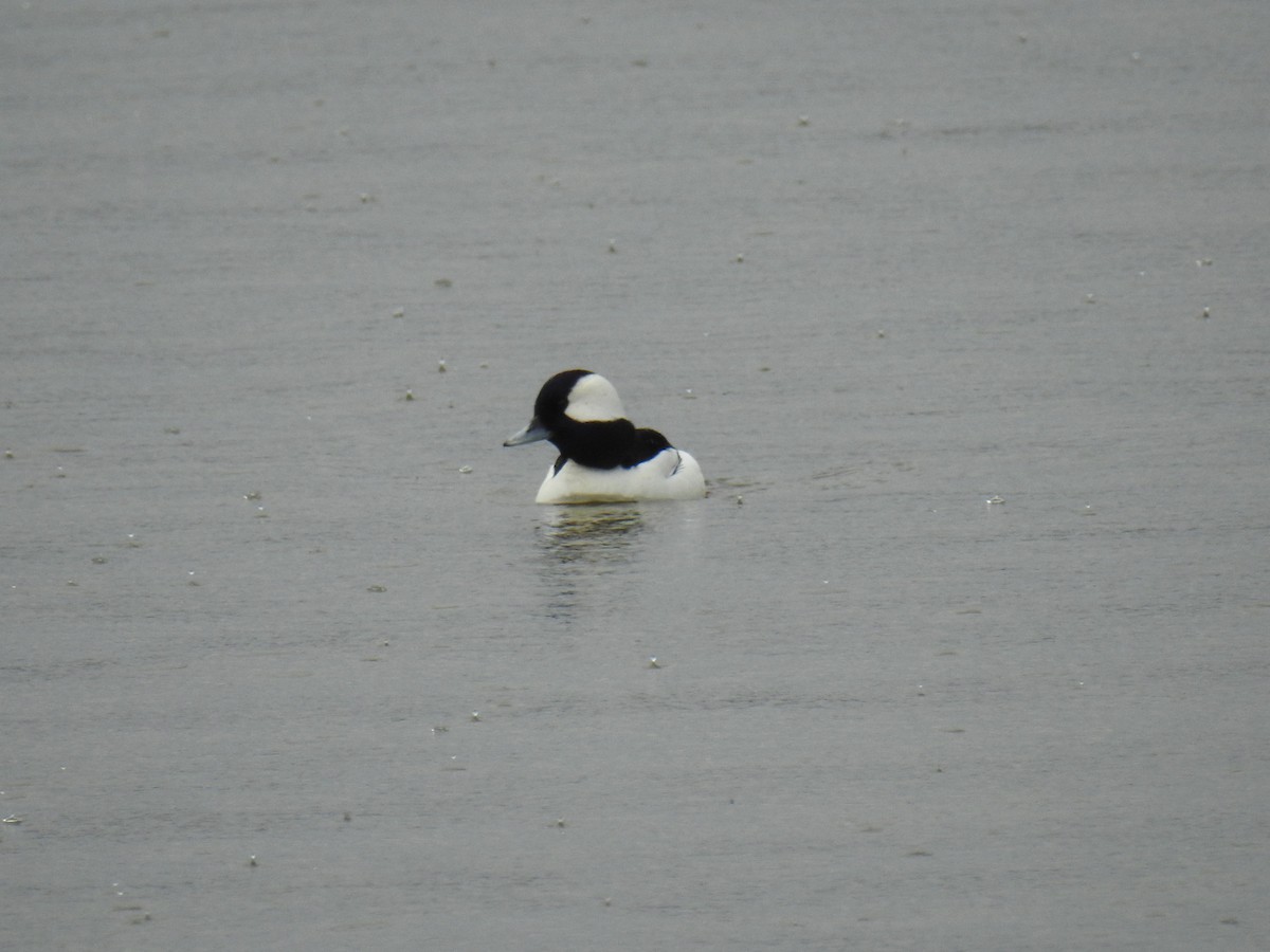 Bufflehead - ML631340521