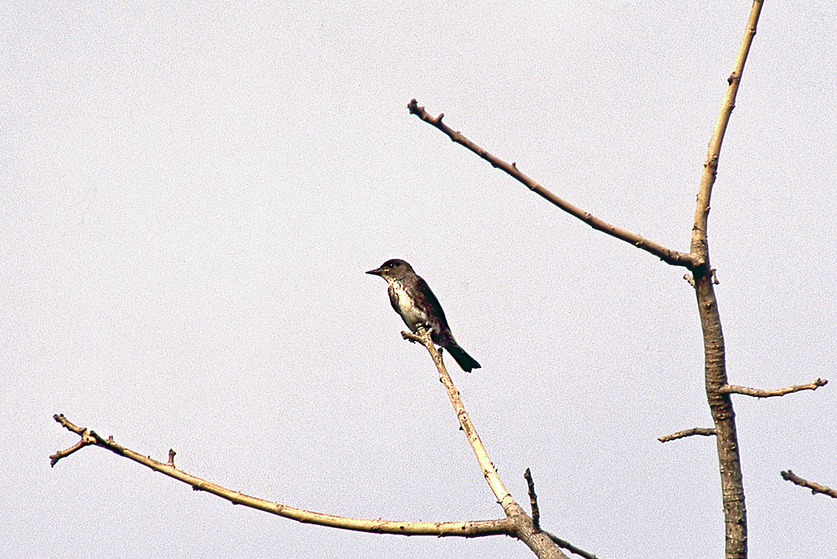 Olive-sided Flycatcher - ML631340525