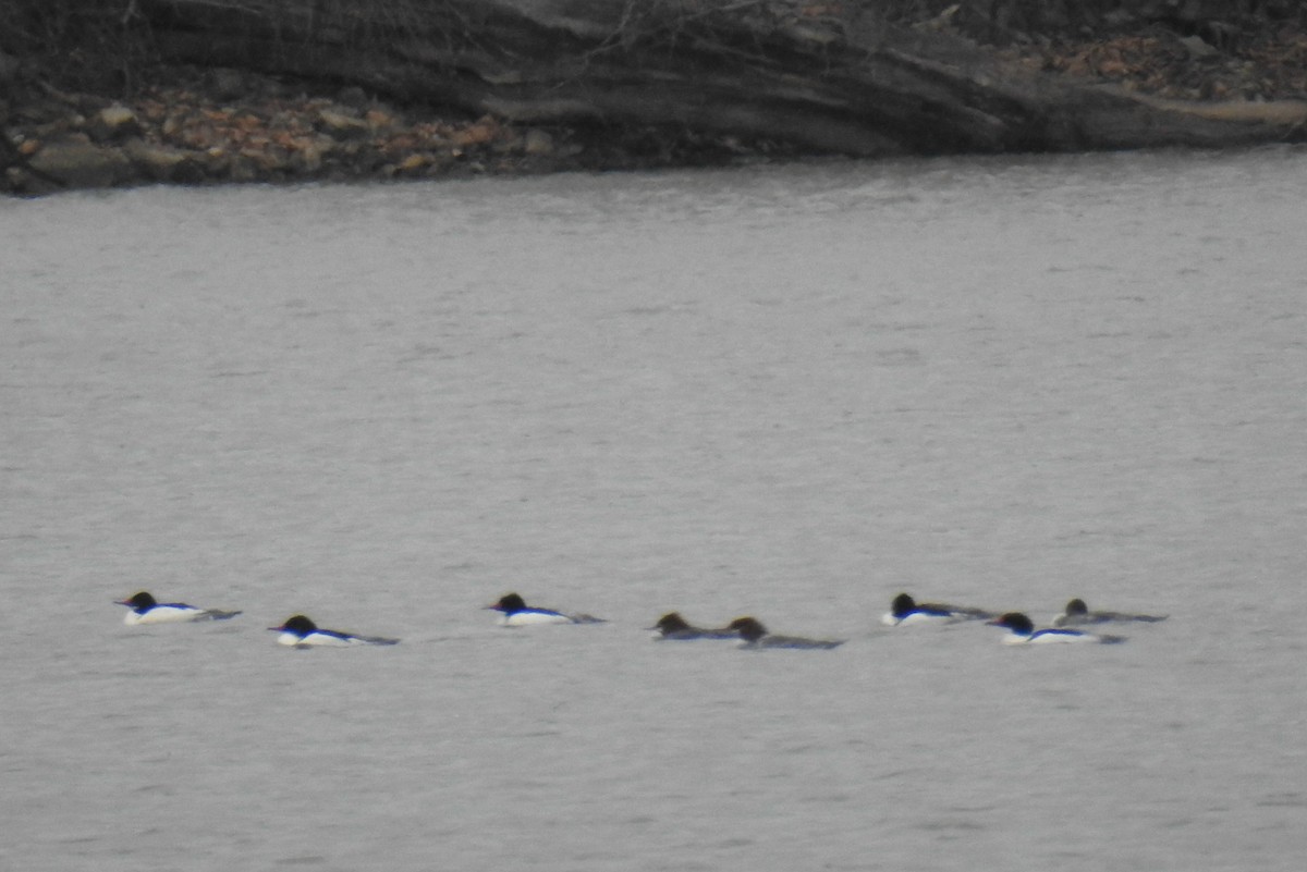 Common Merganser - ML631340542