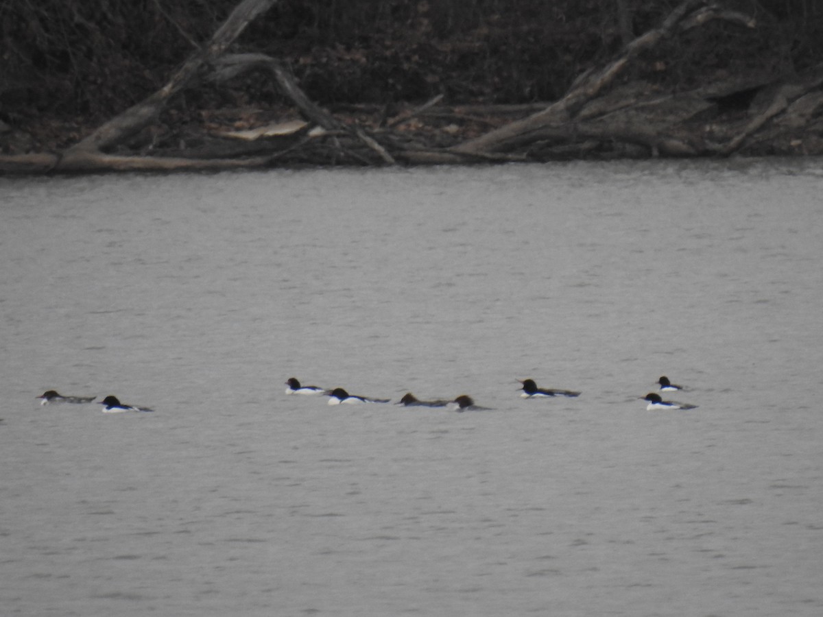 Common Merganser - ML631340543