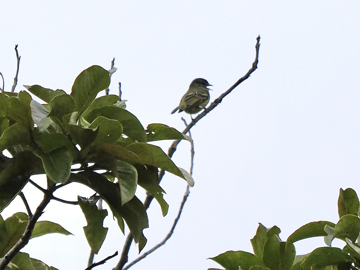 White-fronted Tyrannulet (Zeledon's) - ML631340562