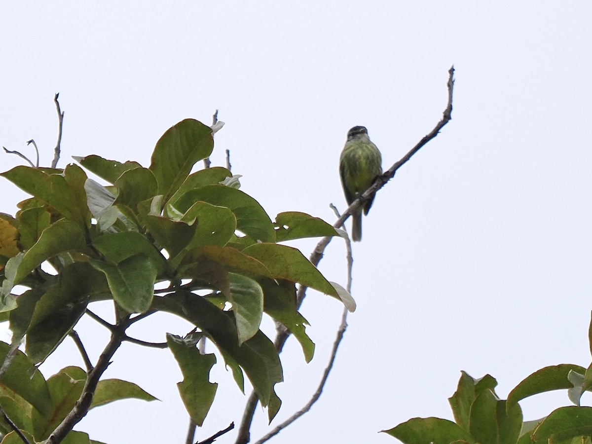 White-fronted Tyrannulet (Zeledon's) - ML631340564