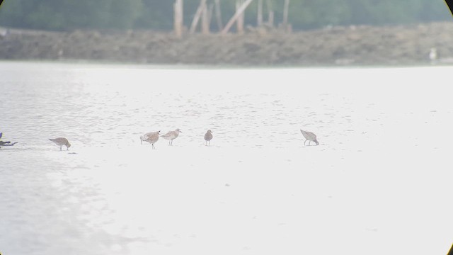 Nordmann's Greenshank - ML631340603