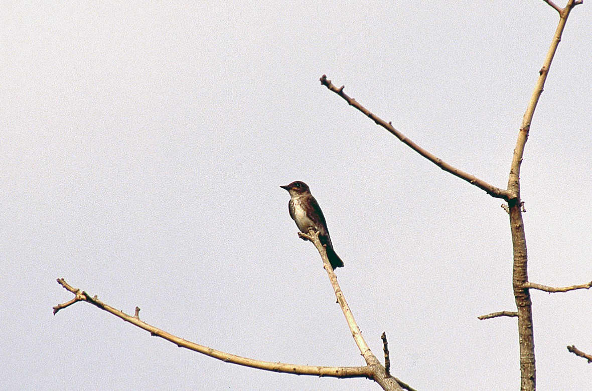 Olive-sided Flycatcher - ML631340696