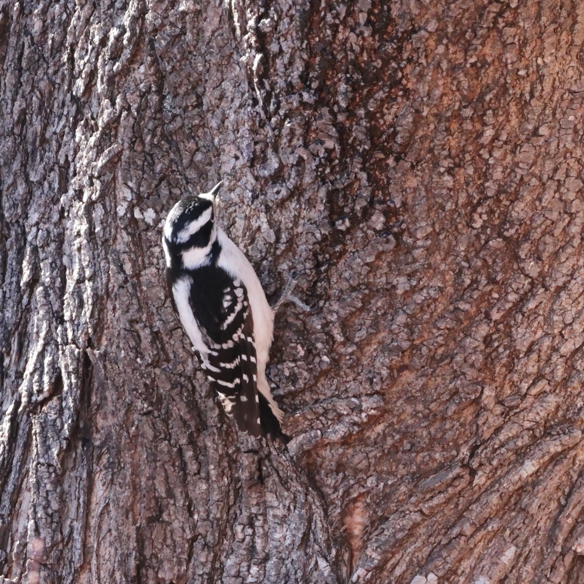 Downy Woodpecker - ML631340721