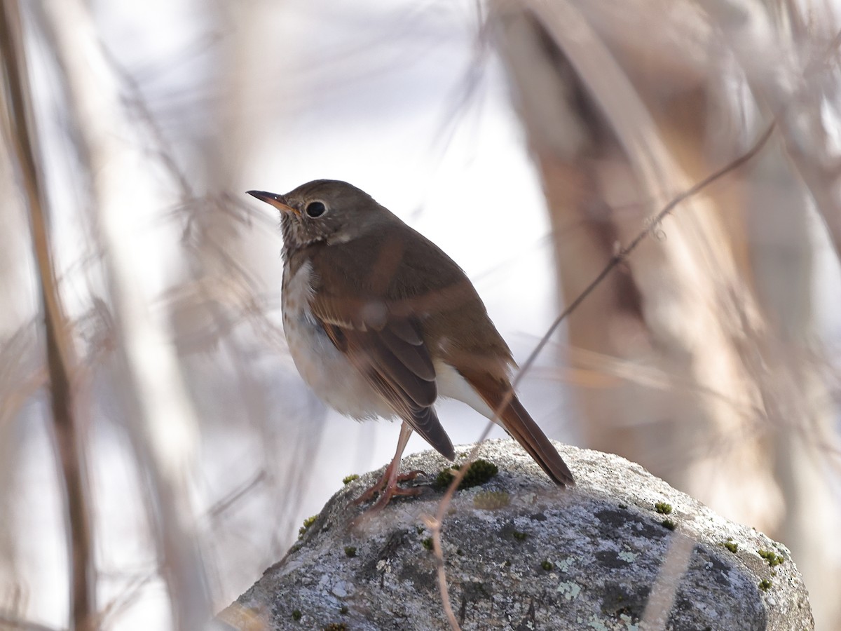 Tordo di Pallas - ML631340983