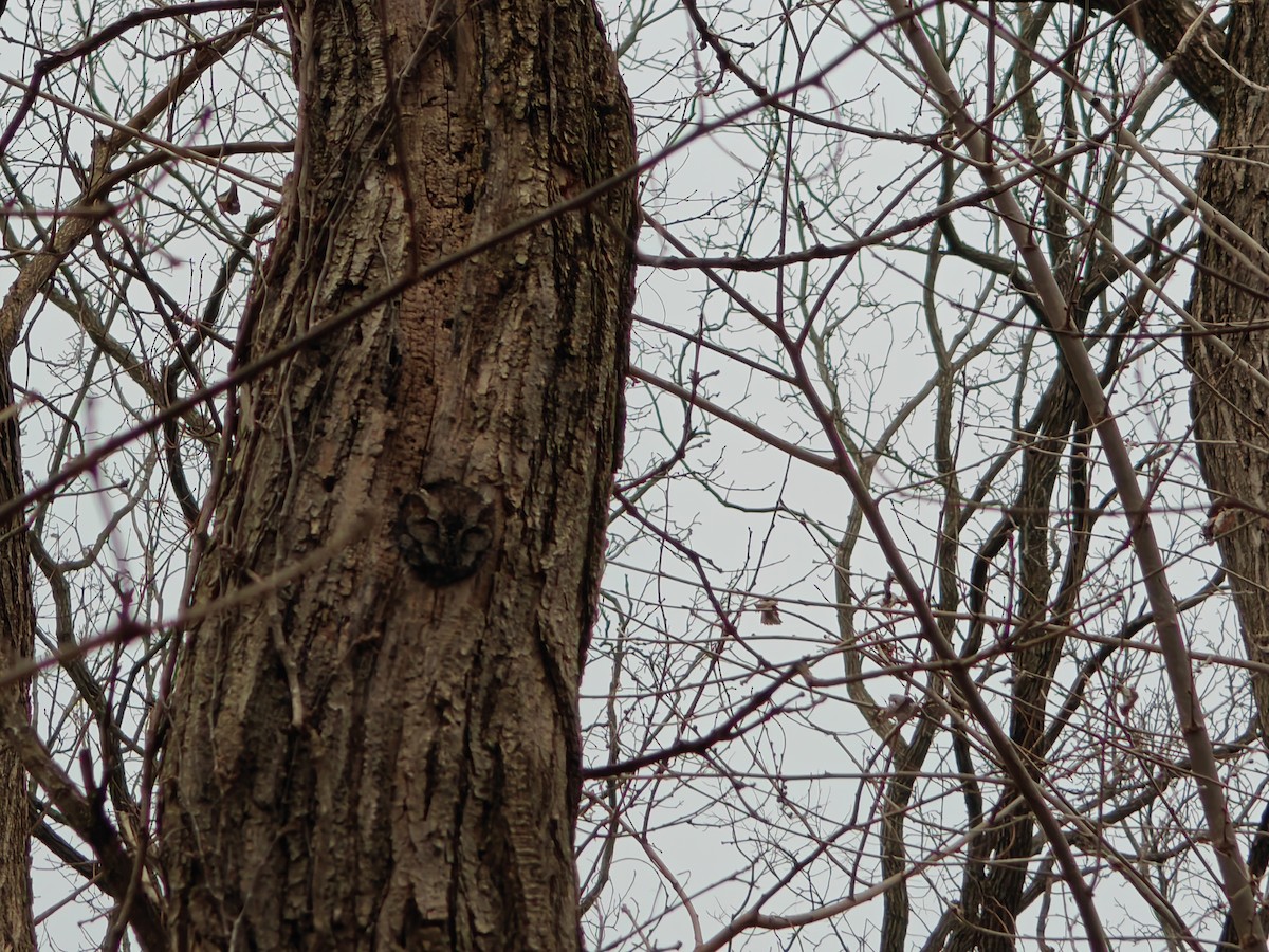 Eastern Screech-Owl - ML631341001