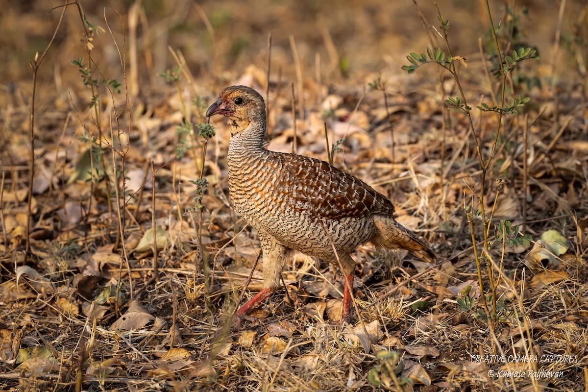 Gray Francolin - ML631341031