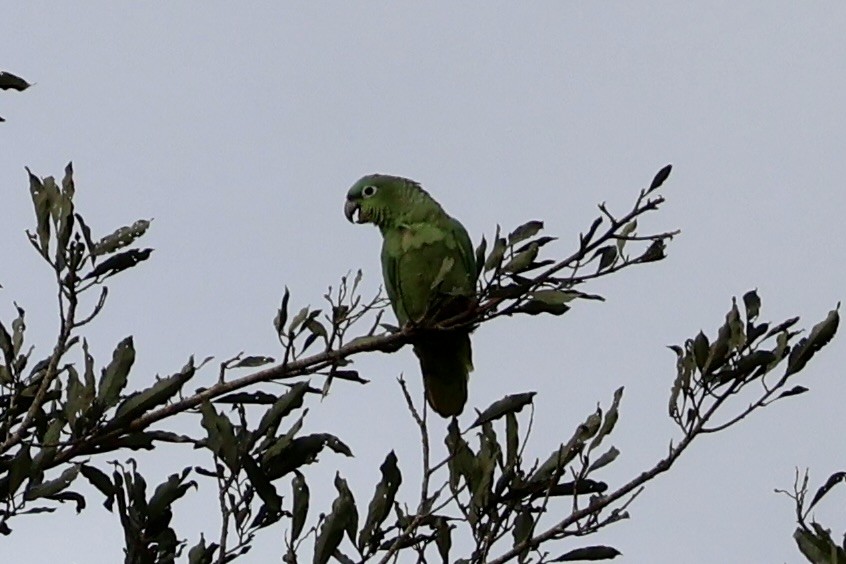 Mealy Amazon - ML631341032