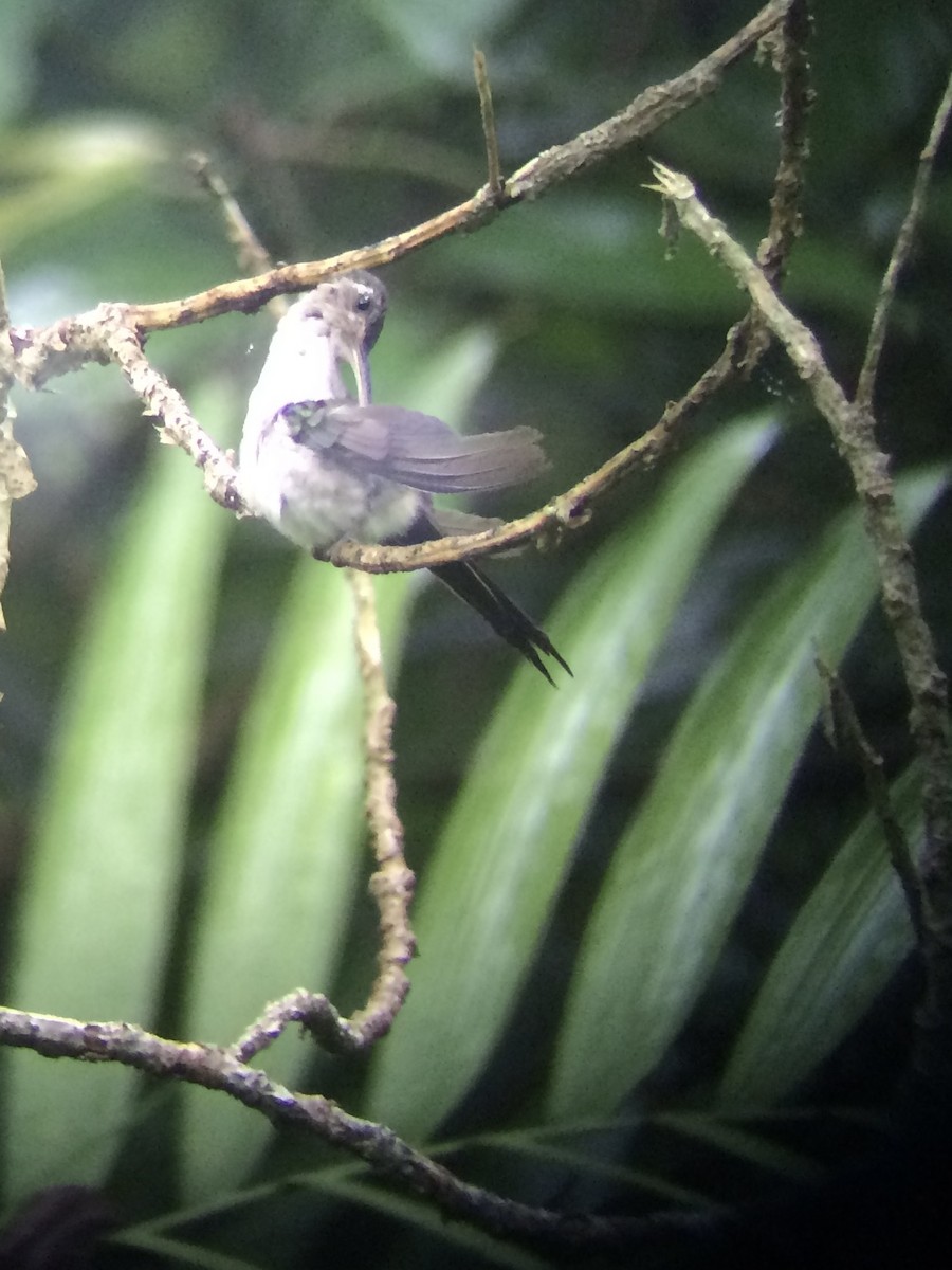 Wedge-tailed Sabrewing (Long-tailed) - ML631341060