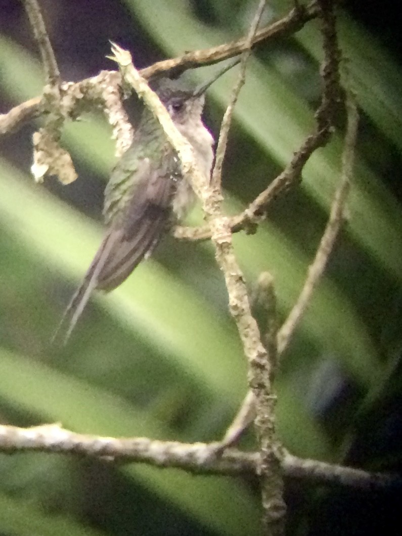 Wedge-tailed Sabrewing (Long-tailed) - ML631341061