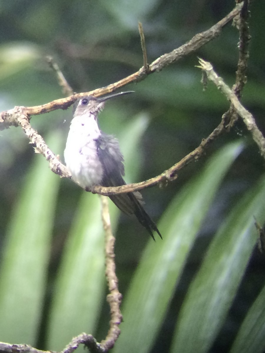 Wedge-tailed Sabrewing (Long-tailed) - ML631341062