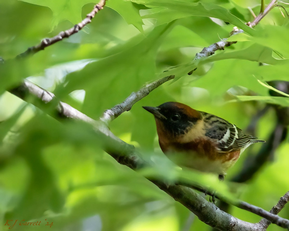 Bay-breasted Warbler - ML631341093