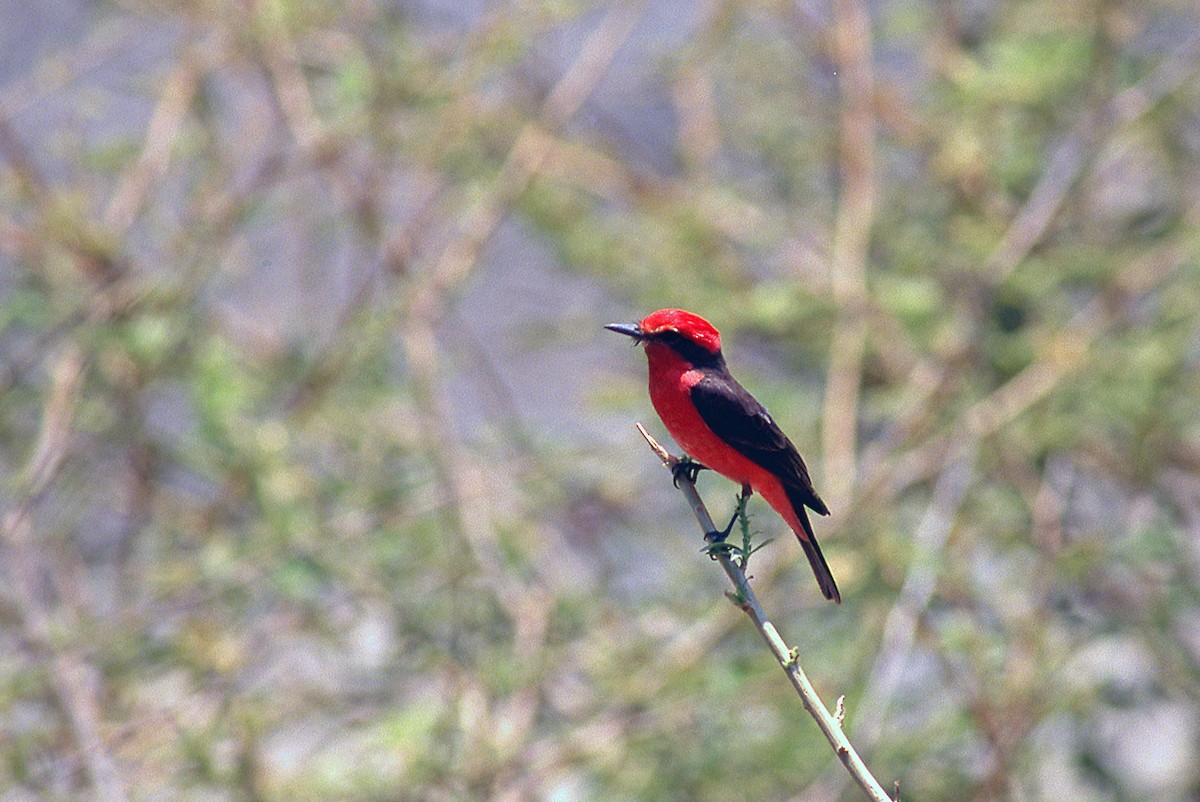 Vermilion Flycatcher - ML631341293