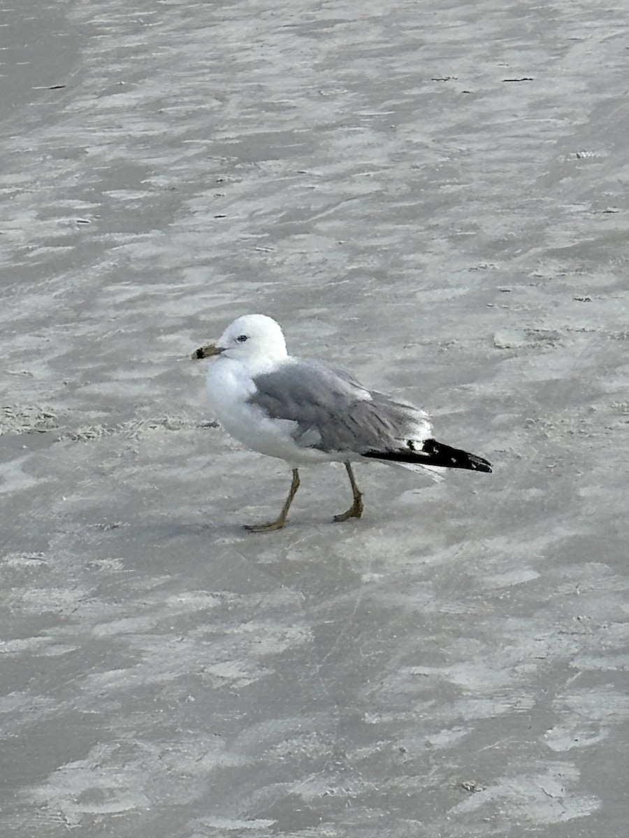 Ring-billed Gull - ML631341320