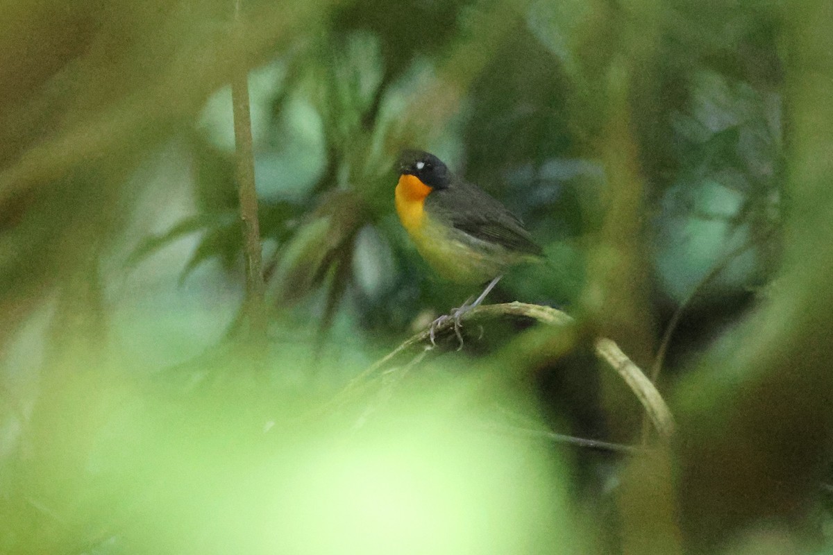 Yellow-breasted Forest Robin - ML631341425