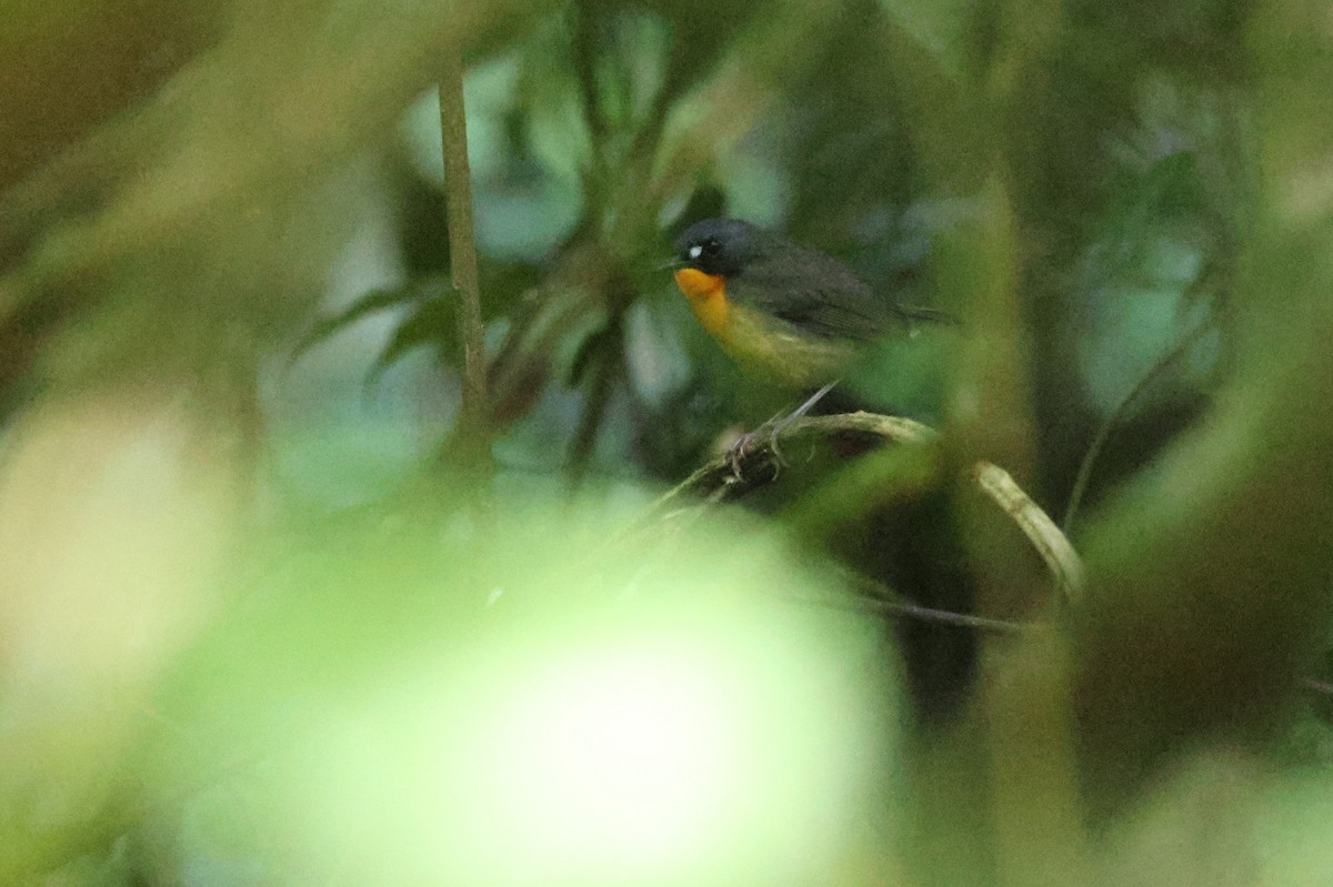 Yellow-breasted Forest Robin - ML631341430