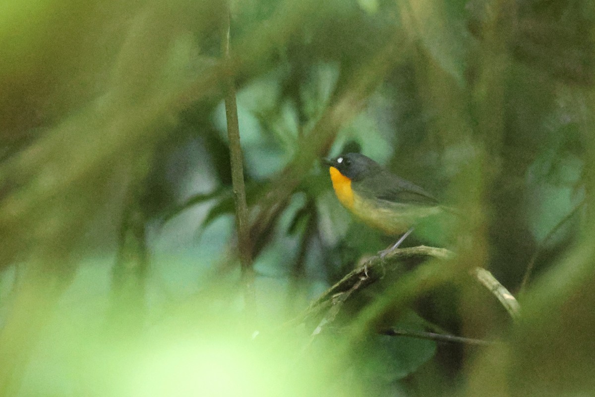 Yellow-breasted Forest Robin - ML631341431
