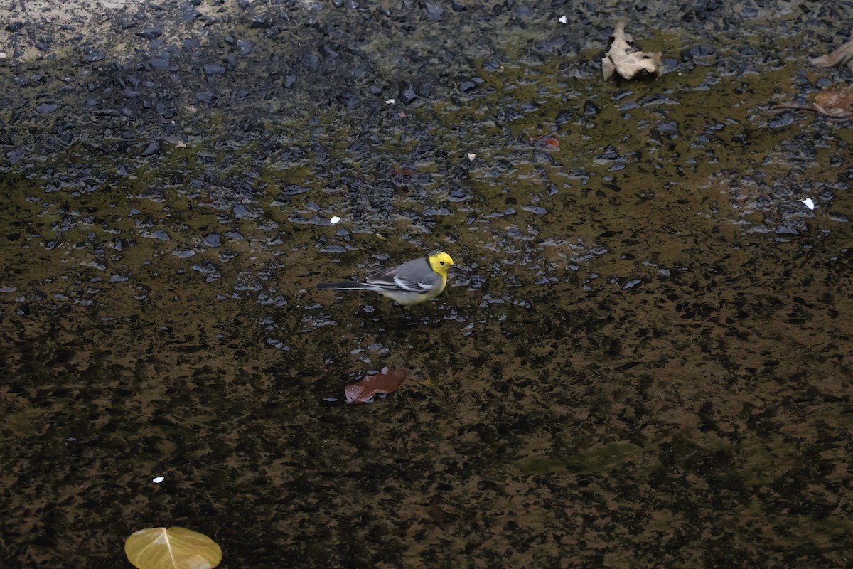 Citrine Wagtail - ML631341577