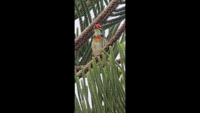 Coppersmith Barbet - ML631342090