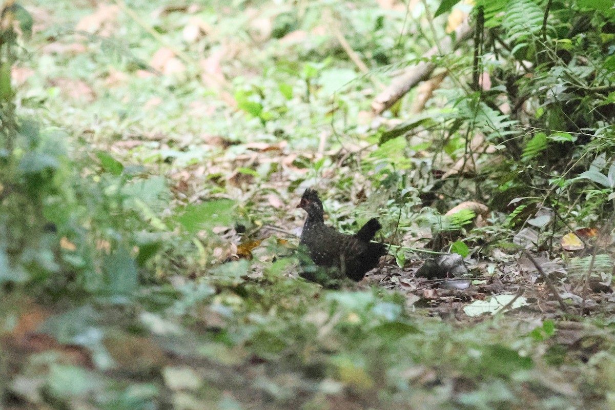 Nahan's Partridge - ML631342252