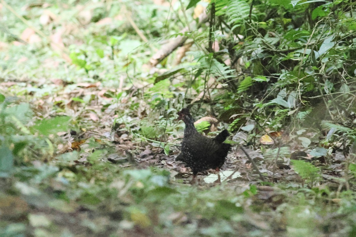 Nahan's Partridge - ML631342254
